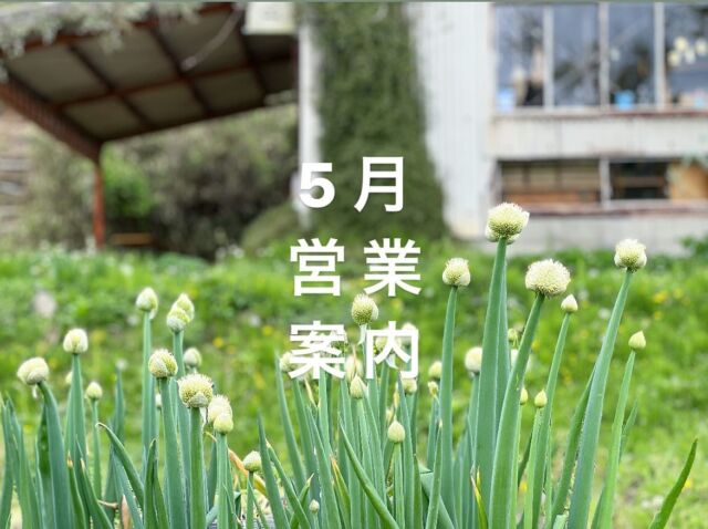 5月営業案内です。黄金週間ですな。4日(土)みどりの日には、神戸の古着屋BIAS STOREのポップアップストアをお店の前で開催。そして恒例、今月の水曜オープンデーは22日(水)となります。前日21日(火)がお休みとなります。5月もどうぞよろしくお願い申し上げます。

⚫︎ 5月 Barnshelf 営業案内
5 / 1(水) → 店休日
4(土) → BIAS STORE POP UP STORE 開催
8(水) → 店休日
15(水) → 店休日
21(火) → ⚠️店休日　
22(水) → 通常営業
29(水) → 店休日