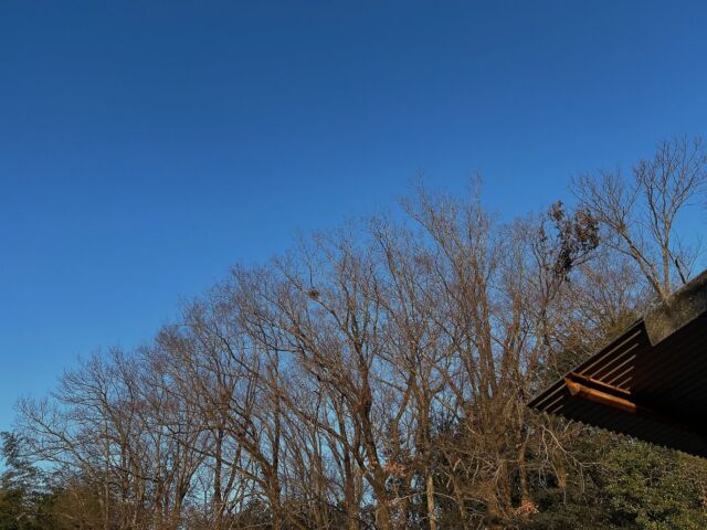 おはようございます。本日水曜店休日となります。よろしくお願い申し上げます。今朝はユーミンが浮かぶ。夏の曲やけれども冬の冷たい空気も合うのよ。ユーミンの曲の中のカッコいい系。ドラム林立夫、ベース高水健司ての知らんかったな。意外な組み合わせやけど80年代ではよくあったのかな。あとアルバムに収められた歌詞カードが安西水丸のアートワークで超最高。82年リリースのPEARL PIERCE。

#バーン雑木林