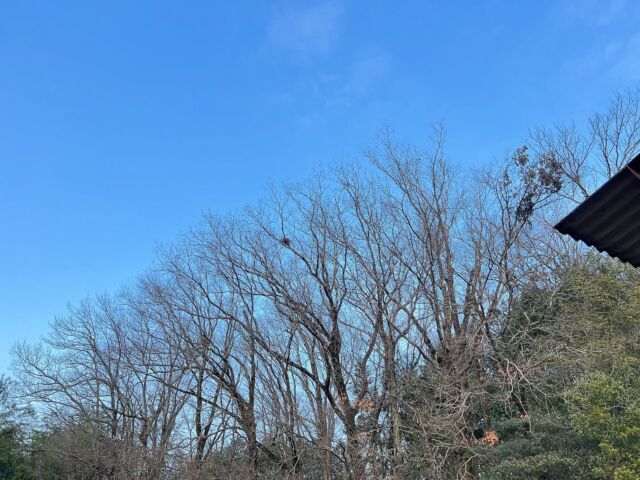 おはようございます。本日は昨日の祝日営業の振替で店休日となります。どうぞよろしくお願い申し上げます。今朝は爽やかなの聴きたなる。

⚫︎2/12(木) → 店休日

#バーン雑木林