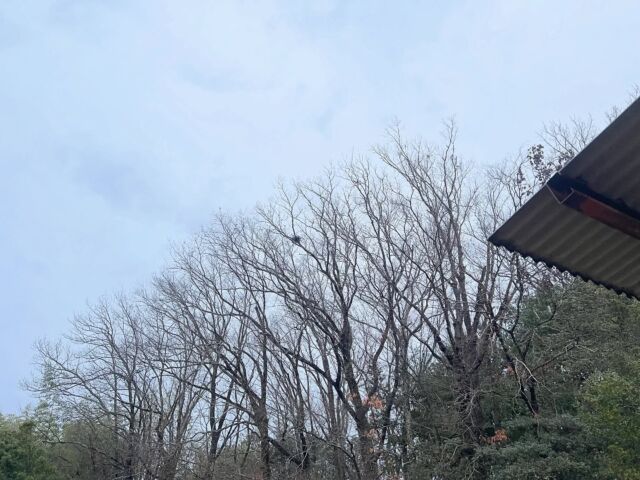 おはようございます。本日水曜店休日となります。よろしくお願い申し上げます。1日はさみましたが、3連休は沢山の方にご来店頂きました。誠に誠にありがとうございました。

レイニーウェンズデー。今日は展示会3本勝負なり。夫婦合わせて40数年の雑貨eyeで見てまいります。良い出会いがありますよう。今朝はグローバーのこれ。どうしてもワインライトのイメージが強いけど、こんなビートがカッコいいのあるんやなぁと知った時に悶絶したね。DJ CAMの2000年頃のヒップホップのコンピレーションに入っていた。爆音でどうぞ。

#バーン雑木林