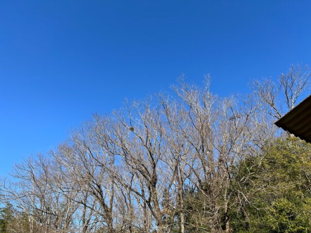 おはようございます。本日水曜店休日となります。よろしくお願い申し上げます。水道半分凍結でちょろちょろ水流。3月で珍しや。空はスカッと晴れて良いブルー。リンダウィリアムスが浮かぶ。イントロのピアノが良いやね。爆音でどうぞ。

#バーン雑木林