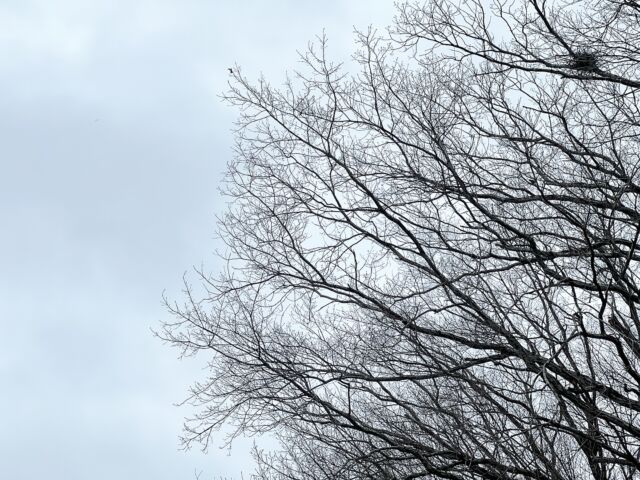 おはようございます。ヒンヤリ水曜。鼻が冷てえや。脱ぎ捨てたタートルカットソーをまた拾い上げた4月1日。本日水曜店休日となります。どうぞよろしくお願い申し上げます。

#バーン雑木林