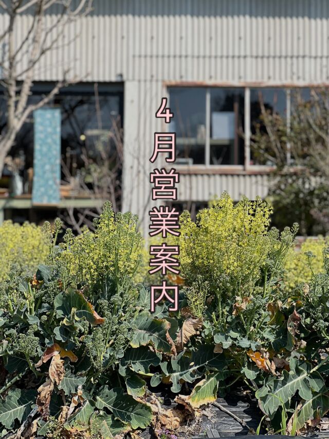 遅くなりました。4月の営業案内となります。今月は4日(土)、5日(日)に古道具商tôk & 古着屋bias storeの出店イベントをバーン前軒下にて開催します。また23日(木)〜29日(火)は昨年秋に好評頂きましたアパレルブランドjisetsuの26AW受注会 & pop up storeを行います。そして水曜営業は8日(水) & 29日(水)となります。なんだか盛りだくさんバーン。今月もどうぞよろしくお願い申し上げます。

⚫︎ Barnshelf 4月営業案内
4 / 4(土)  5(日)  tôk & bias store pop up store
8日(水) → 水曜営業デー
9日(木) → 店休日
15 (水) → 店休日
22 (水) → 店休日
23 (木) → jisetsu 26AW受注会 & pop up store スタート
 (29日水まで開催)
29 (水) → 水曜営業デー
30 (木) → 店休日