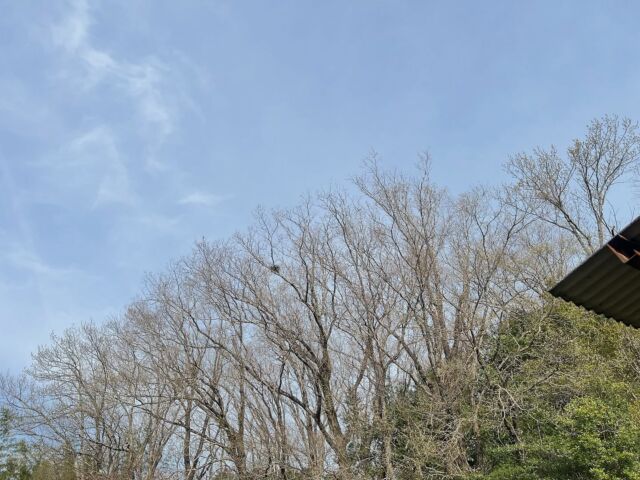 おはようございます。本日木曜、店休日です。よろしくお願い申し上げます。子供ら新学期が始まって2日目。それぞれ1学年進んで先輩になるな。なんだかやれやれ感慨深し。今朝はMAZEのこの曲が浮かぶ。MAZEみたいにどっしりと地に足をつけ、グルーヴ出して歩んで欲しいな。

#バーン雑木林