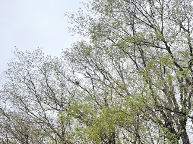 おはようございます。本日水曜店休日となります。よろしくお願い申し上げます。店休日に天気が悪いとなんやホッとする。天気が良いとお客様のご来店が沢山あるんじゃないかしらでお店を開けたくなってしまうから。今朝は珍しく細野さん浮かぶ。佐藤博と松任谷正隆のピアノが良いやね。南国3部作の再発BOXは奥さんにプレゼントでもらったんだ。久々に聴くぜ。

#バーン雑木林