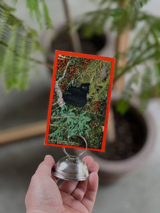 古い熊ポストカードとメタルスタンドを合体。雑貨屋に古来からある自力組み合わせ技。木のスタンドにするか、はては店の前の雑木林の木を切って自作するか考えたけど、良いボリューム感の金属スタンドがあったのでそれに。とりあえず店に出したのは、アメリカ東部に位置するグレートスモーキー山脈国立公園のブラックベアーたち。

・vintage  bear card & stand
¥1100